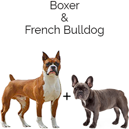 French Bulloxer Dog